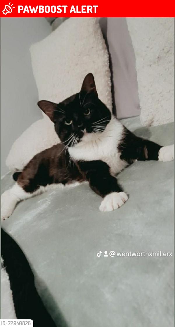 Lost Male Cat last seen Bri duckworth lane, West Yorkshire, England BD9 5EX