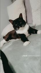 Lost Male Cat last seen Bri duckworth lane, West Yorkshire, England BD9 5EX
