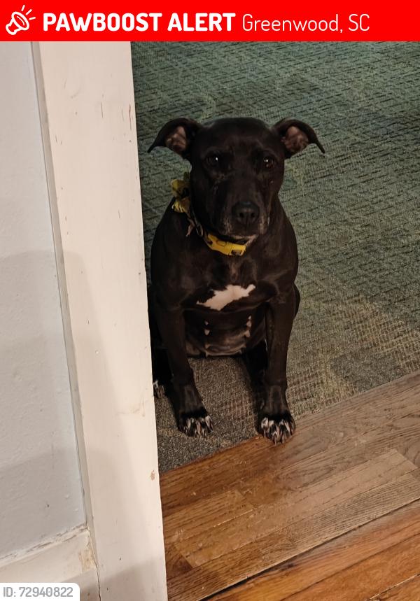Lost Female Dog last seen Near keisler Dr greenwood sc , Greenwood, SC 29646