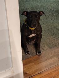Lost Female Dog last seen Near keisler Dr greenwood sc , Greenwood, SC 29646