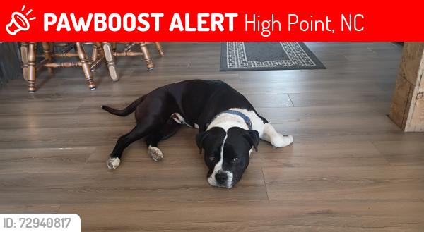 Lost Male Dog last seen English and Westchester high point nc , High Point, NC 27262