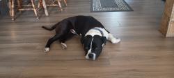Lost Male Dog last seen English and Westchester high point nc , High Point, NC 27262