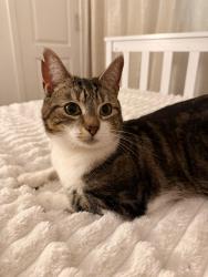 Reunited Female Cat last seen Meikle Earnock , South Lanarkshire, Scotland ML3 8DL
