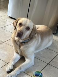 Reunited Male Dog last seen Jones st , Wilkes-Barre, PA 18702