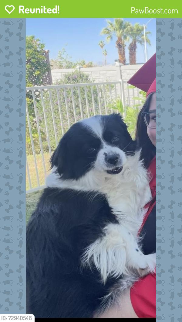 Reunited Female Dog last seen Near Solera Anthem clbh , Henderson, NV 89044