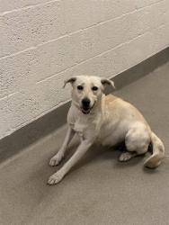 Shelter Stray Female Dog last seen Near BLOCK QUAIL ROOST DR, Doral, FL 33122