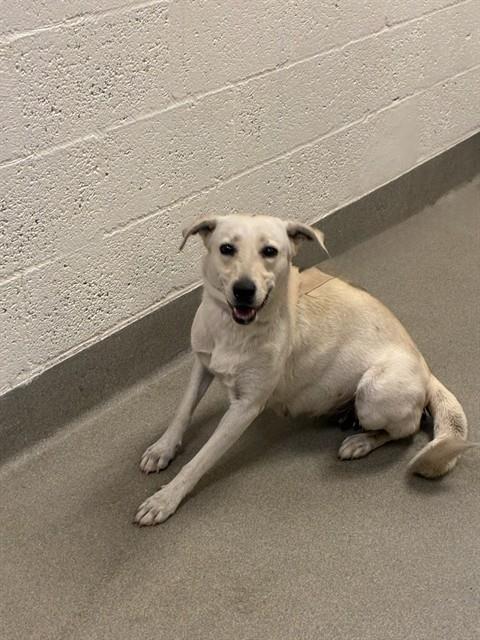 Shelter Stray Female Dog last seen Near BLOCK QUAIL ROOST DR, Doral, FL 33122