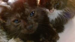 Shelter Stray Female Cat last seen Near BLOCK E 48 ST, Doral, FL 33122