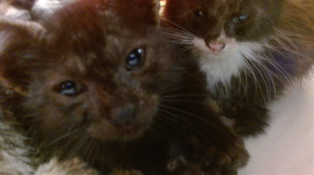 Shelter Stray Female Cat last seen Near BLOCK E 48 ST, Doral, FL 33122