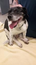 Shelter Stray Female Dog last seen Near BLOCK DR. JOSEPH E. LOWERY RD, Huntsville, AL 35805