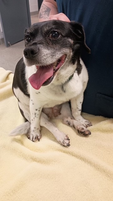 Shelter Stray Female Dog last seen Near BLOCK DR. JOSEPH E. LOWERY RD, Huntsville, AL 35805