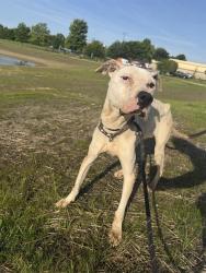 Shelter Stray Female Dog last seen Near , Indianapolis, IN 46221