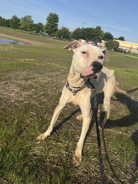 Shelter Stray Female Dog last seen Near , Indianapolis, IN 46221