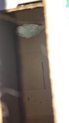 Reunited Unknown Bird last seen Animal welfare league of Alexandria , Alexandria, VA 22311