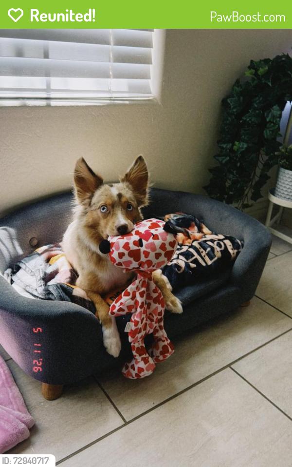 Reunited Female Dog last seen 117th st & mountain view, Scottsdale, AZ 85259