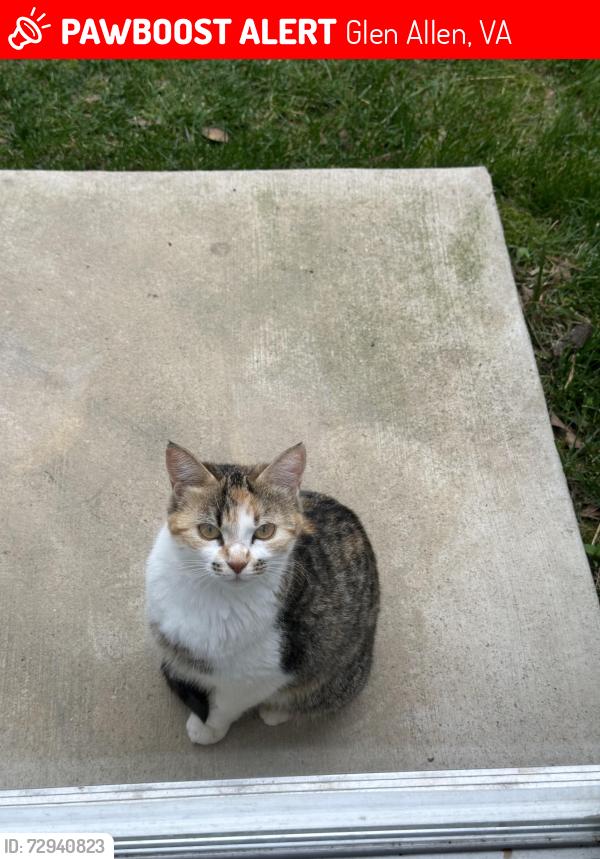 Lost Female Cat last seen Scott Place, N Concord Avenue off of Parham and Brook Rd, Glen Allen, VA 23227