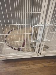 Found/Stray Unknown Dog last seen N M and San Jaoquin, Tulare, CA 93274