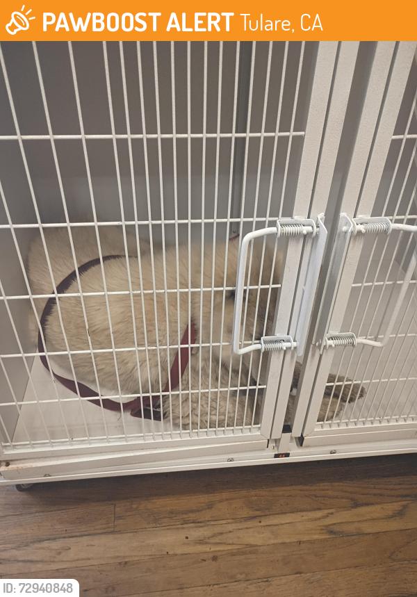 Found/Stray Unknown Dog last seen N M and San Jaoquin, Tulare, CA 93274