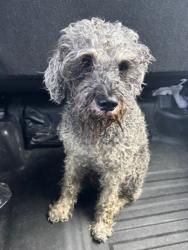 Reunited Male Dog last seen Port St. Lucie, Port St. Lucie, FL 34986
