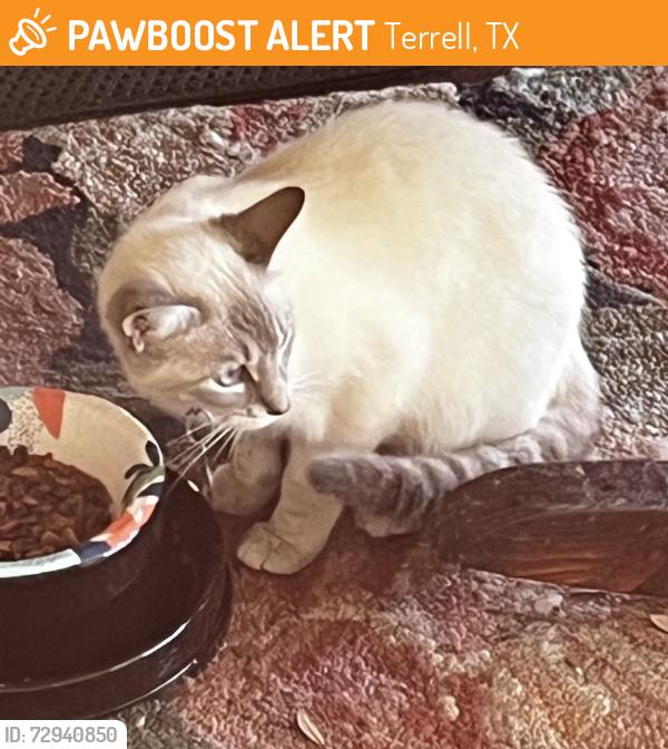 Found/Stray Female Cat last seen Elm and Roberts, Terrell, TX 75160