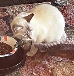 Found/Stray Female Cat last seen Elm and Roberts, Terrell, TX 75160