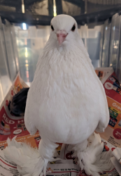 Found/Stray Unknown Bird last seen Bristol and Creditview, Mississauga, ON L5M 4Z1