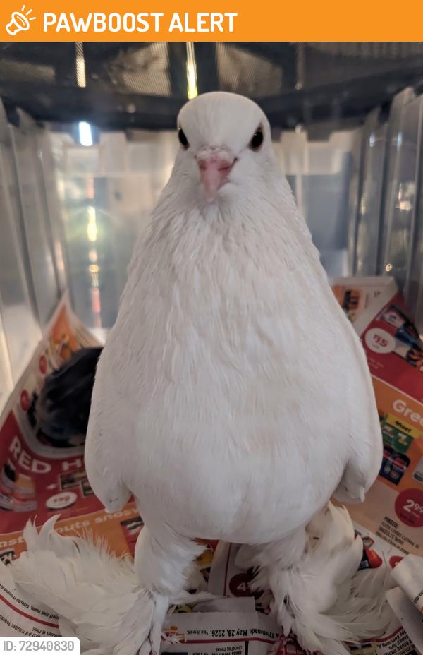 Found/Stray Unknown Bird last seen Bristol and Creditview, Mississauga, ON L5M 4Z1