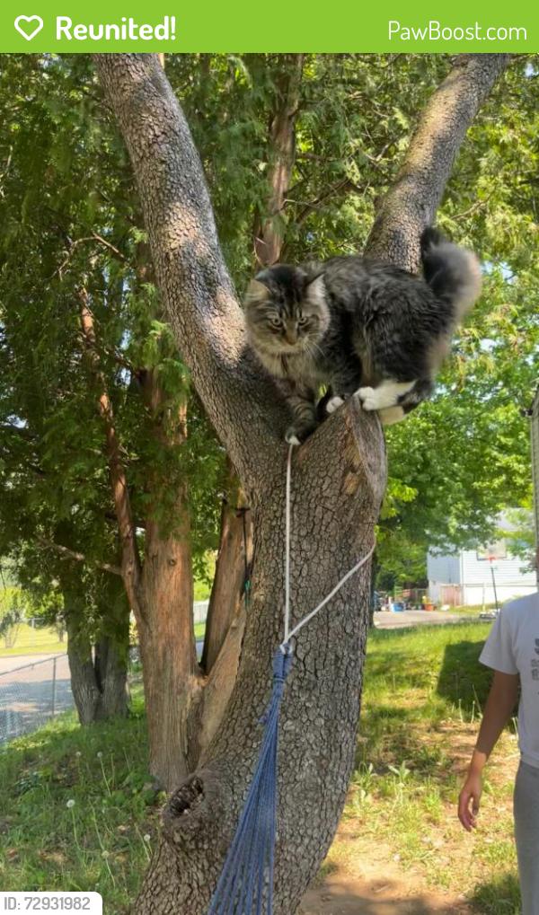 Reunited Male Cat last seen Norfolk st near laundry , West Haven, CT 06516