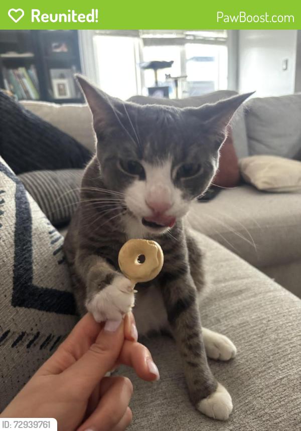 Reunited Male Cat last seen Mountain Equipment  company , Burlington, ON L7R 2J9
