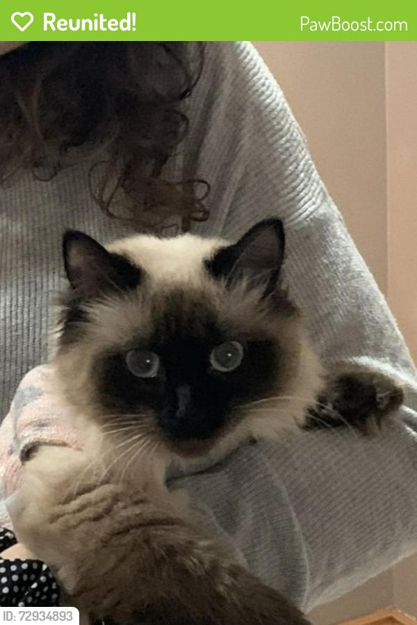 Reunited Female Cat last seen Mary Browns Chicken , Edmonton, AB T6L