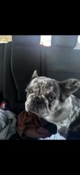 Reunited Female Dog last seen Michigan Rd, Indianapolis, IN, USA, Indianapolis, IN 46228