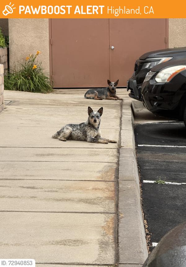 Found/Stray Unknown Dog last seen Summerwind apmts, Highland, CA 92346