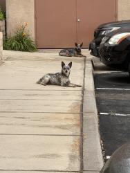 Found/Stray Unknown Dog last seen Summerwind apmts, Highland, CA 92346