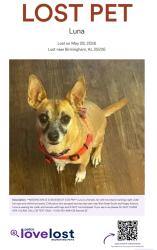 Reunited Female Dog last seen 81st Street South and Rugby Avenue , Birmingham, AL 35206