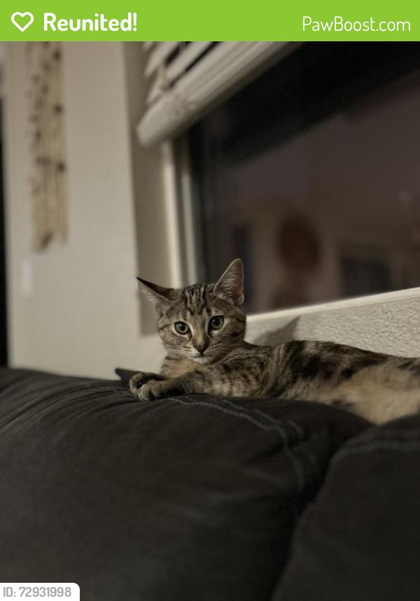 Reunited Female Cat last seen Bayless way or club center , Sacramento, CA 95835