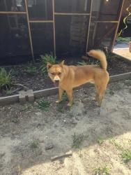 Reunited Male Dog last seen Ashton rd and Hope Mills rd, Fayetteville, NC 28304
