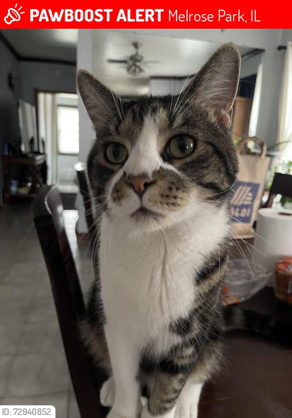 Lost Male Cat last seen North 12th Avenue and Cortez Street , Melrose Park, IL 60160