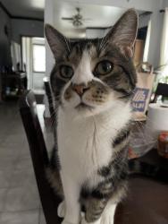 Lost Male Cat last seen North 12th Avenue and Cortez Street , Melrose Park, IL 60160