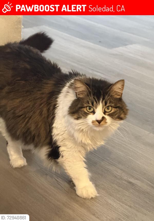Lost Female Cat last seen Gabilan st, Soledad, CA 93960