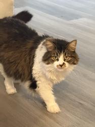 Lost Female Cat last seen Gabilan st, Soledad, CA 93960