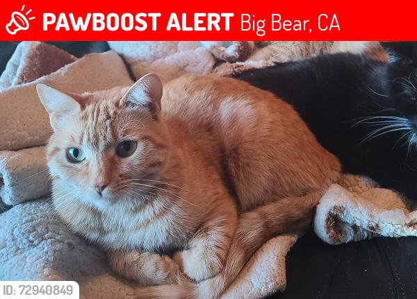 Lost Female Cat last seen Division, Big Bear, CA 92314