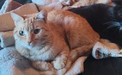 Lost Female Cat last seen Division, Big Bear, CA 92314