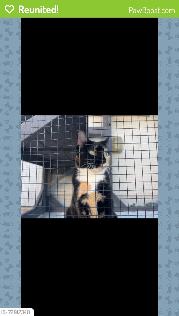 Reunited Female Cat last seen Glen wood Dr, Melbourne, FL 32935