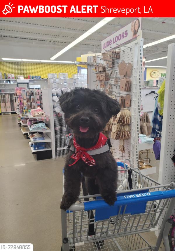Lost Male Dog last seen Trail wood and south end woods, Shreveport, LA 71119