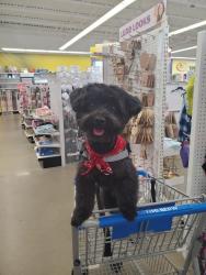 Lost Male Dog last seen Trail wood and south end woods, Shreveport, LA 71119