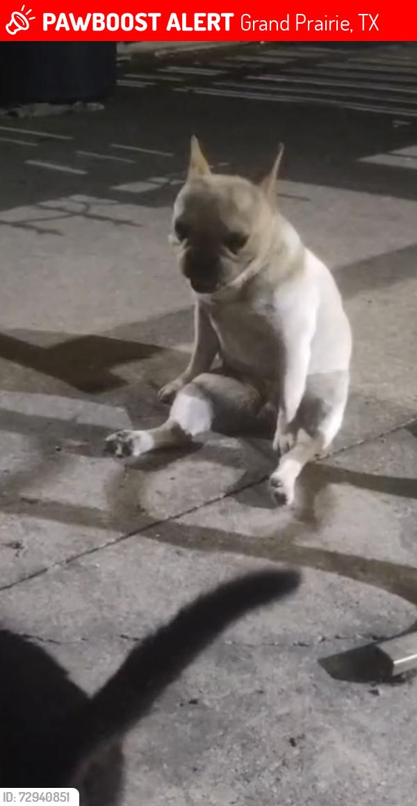Lost Female Dog last seen W.e Roberts and dalway, Grand Prairie, TX 75051
