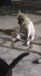 Lost Female Dog last seen W.e Roberts and dalway, Grand Prairie, TX 75051