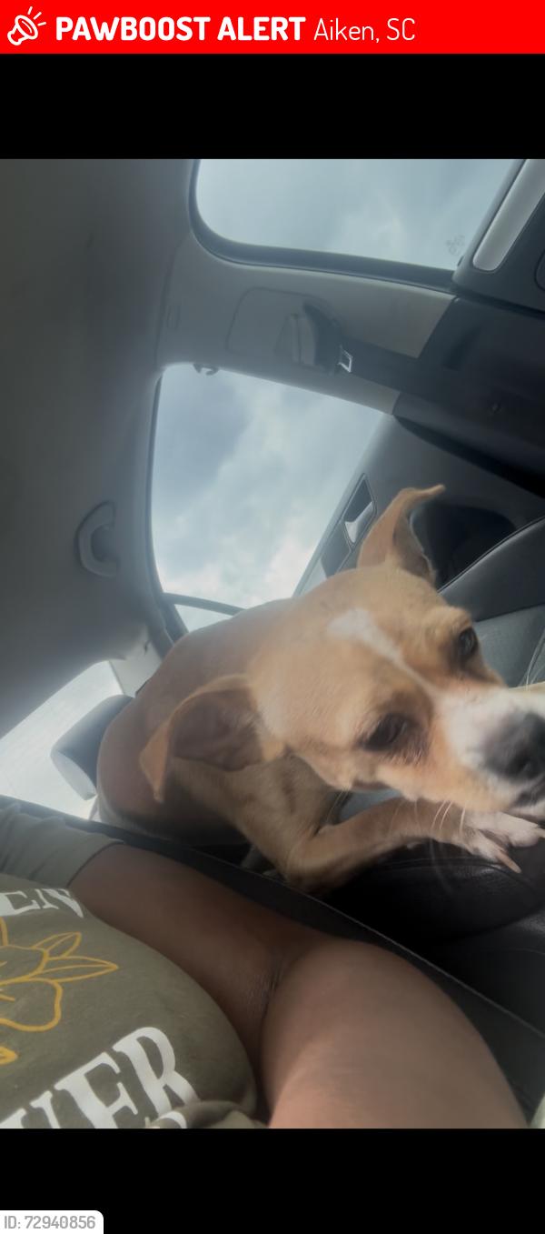 Lost Male Dog last seen Lancaster st cemetery , Aiken, SC 29801