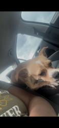 Lost Male Dog last seen Lancaster st cemetery , Aiken, SC 29801