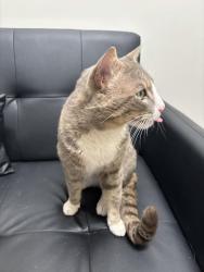Found/Stray Male Cat last seen Pheasant Hill Apartments in Mountlake Terrace, Mountlake Terrace, WA 98043